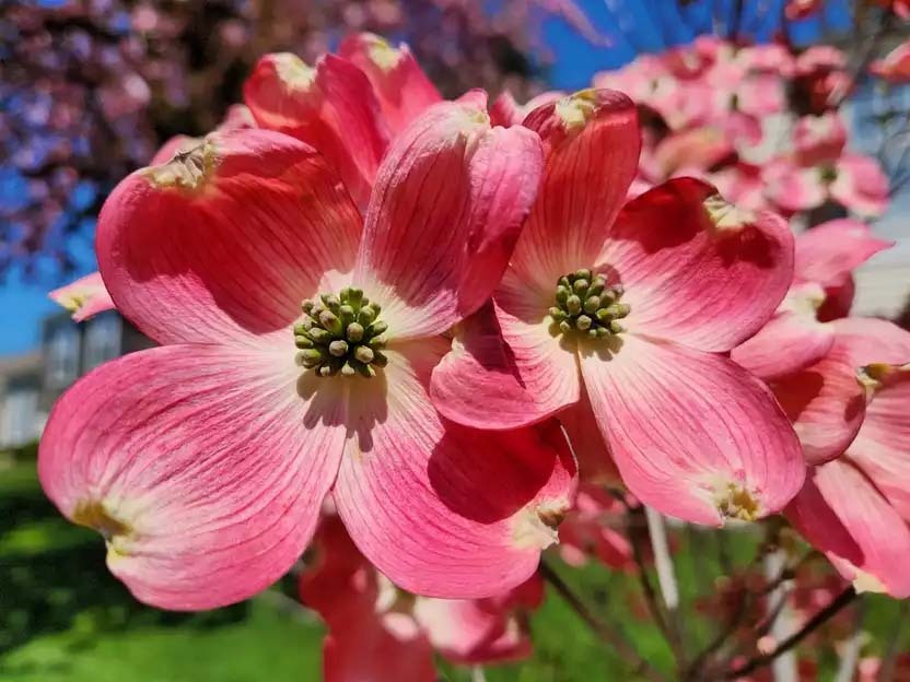 Deep pink dogwood flowers.